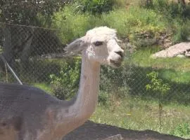 Experience Alpacas in Andalucia