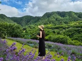 yangwon lavender 양원라벤더 금강송숲길 협곡열차