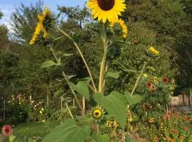 Le jardin de Rosalie
