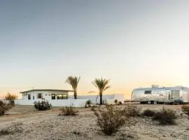 Joshua Tree Under the Stars