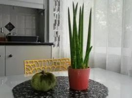 Aloe