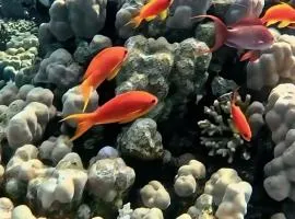 Coral Harem uno