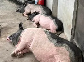拇指園民宿