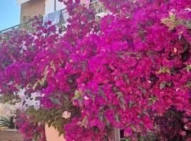 Bouganvillea