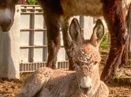 Agriturismo la fornace