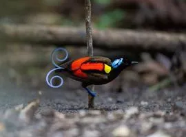 3-Day Waigeo Birdwatching Expedition