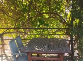 Relax entre pinos