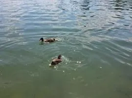 Donau