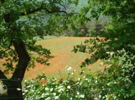 B&B face a la foret de cedre