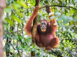 SumateraTrekingOrangutanPatrol