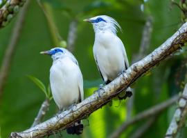 Penebel में, होटल Svarga Uma Cottage - Unwind Amidst Bali Starling Sanctuary