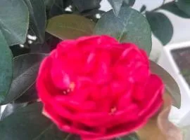 Phố biển Homestay