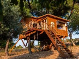 the Treehouse Project