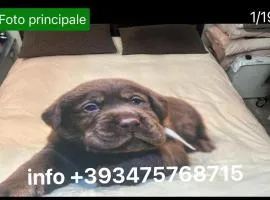 Camera vicino Ospedale Maggiore, Concerti e Aeroporto Bologna 60 mq