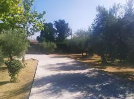 Comunidad El Olivo, 3. Olivar ecológico en Jaén