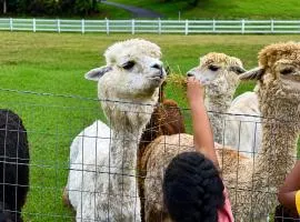 Mountaintop RV Camping with Alpacas at Deep Creek Lake
