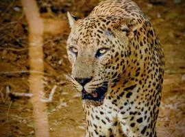 Dedunu Resort & Yala Safari