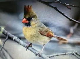 Buda-Bird On The Wire