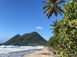 Abricotier à proximité des plages du sud