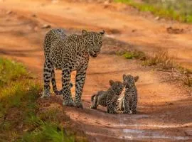 Sandiv's Safari Lodge - Yala