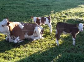 Biohof Gölly, nhà nghỉ trang trại ở Neumarkt in Steiermark