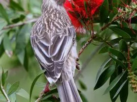 Serene Vista Halls Gap