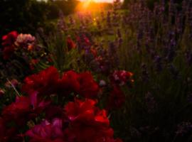 Agriturismo Podere Luisa, farmstay di Montevarchi