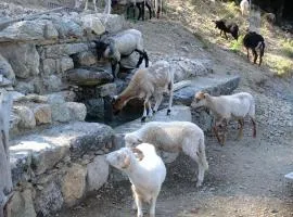 Les Bergeries "Le figuier"