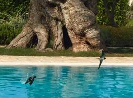 Masseria Torre Del Diamante, lantligt boende i Torre Canne