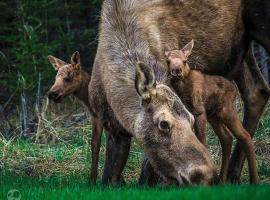 Kings Haven Lodge, hotel in Soldotna