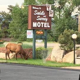 Saddle & Surrey Motel, hotel i Estes Park