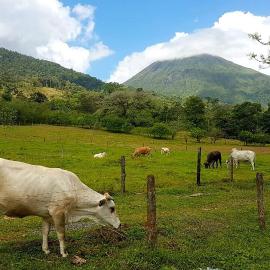 Tío Felix Eco Lodge, hotel in Fortuna