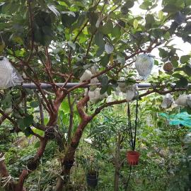 Ganoun Homestay