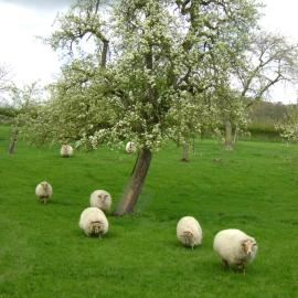 Hoeve Schevey