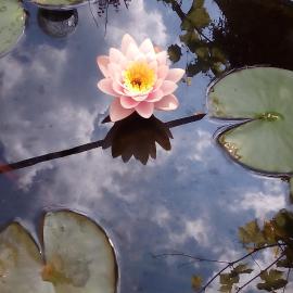 House of Flowers, Hotel in Achtopol