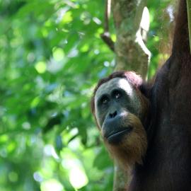 Ida Guest House & JUNGLE TREKKING, hotelli kohteessa Bukit Lawang