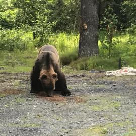 Resurrection River Rentals, hotel em Seward