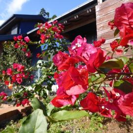 Pension BLUE DROP, hotel in Yakushima