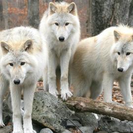 Aux 3 Loups, hotel u gradu Châtenois