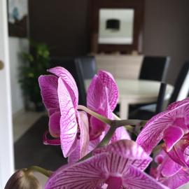 Nano House