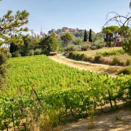 Il Vigneto Cottage, hotel u gradu Bertinoro