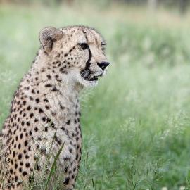 Emdoneni Lodge with Zululand Cat Conservation Project: Hluhluwe şehrinde bir otel