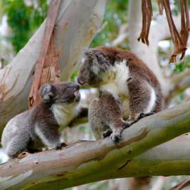 Bimbi Park - Camping Under Koalas, hotel in Cape Otway