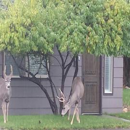 Yellowstone House of the Three Bears 2 Blocks to Downtown LARGE 4 BEDROOMS 2 BATHS