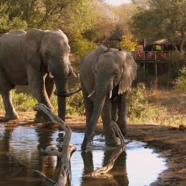 Umlani Bushcamp, hotel in Timbavati Game Reserve