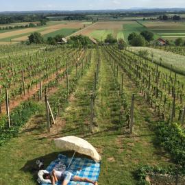 Vineyard Living