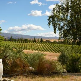 Grey Ridge Vineyard Experience, hotel in Alexandra