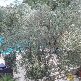 Villa Carolina, hotel a Vabriga