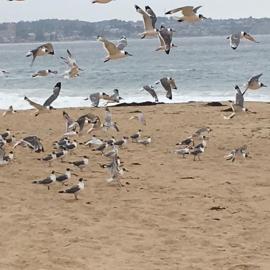 Cabañas en Algarrobo Norte