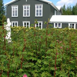 Ásaskóli, Hotel in Árnes